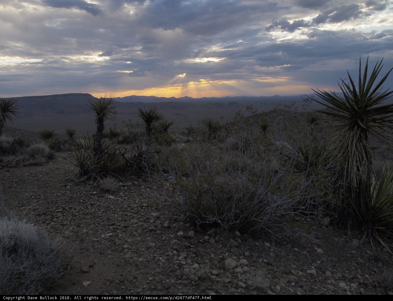 Desert Sunset at Joshua Tree