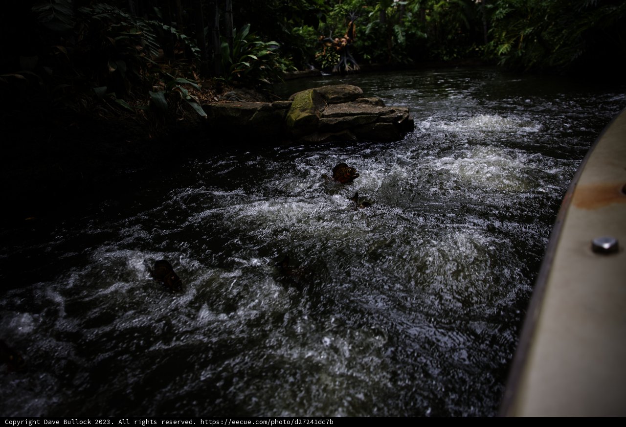 A Serene Fish Haven at Disneyland