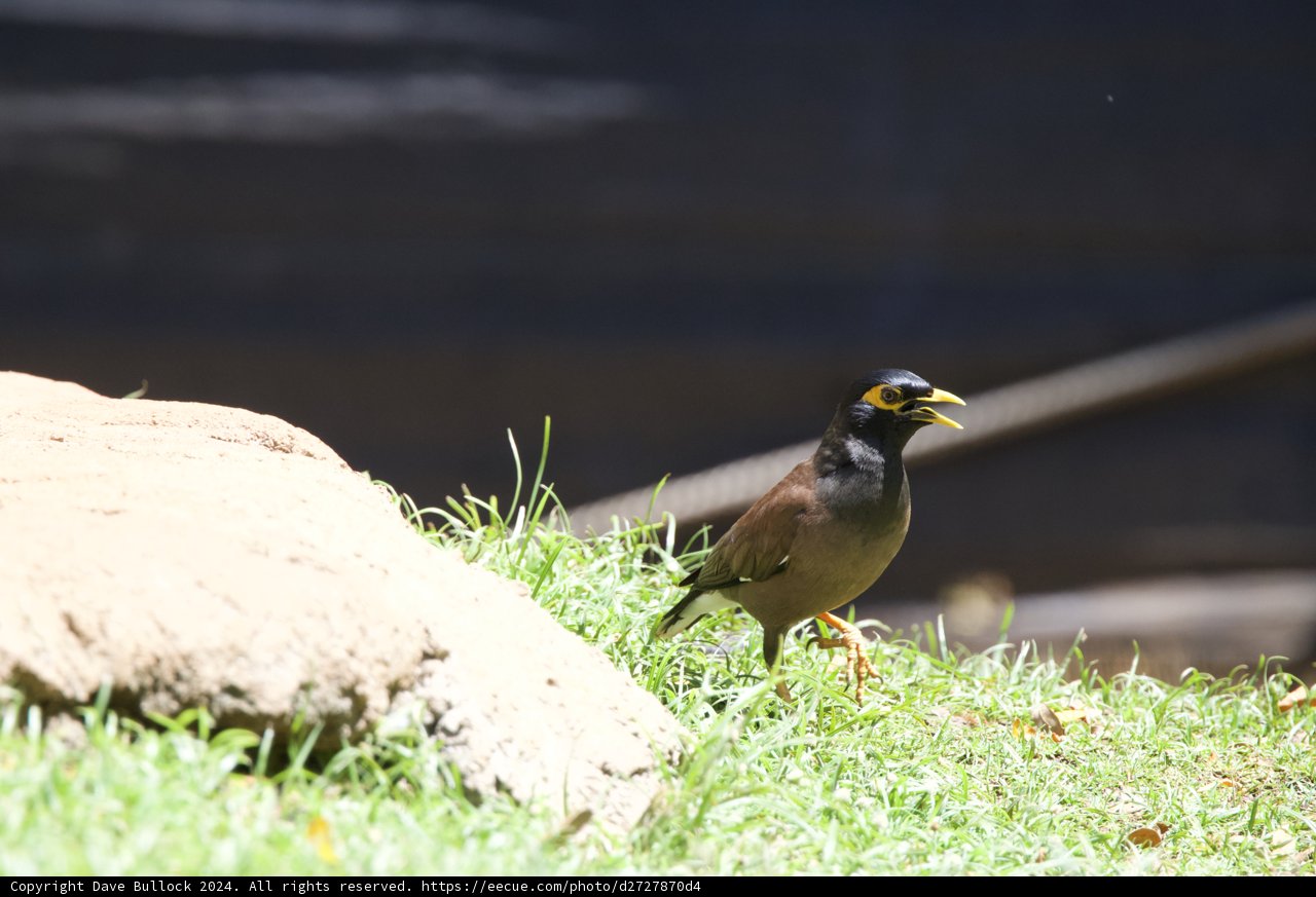 Chirping Under the Sun: A Moment in the Honolulu Zoo