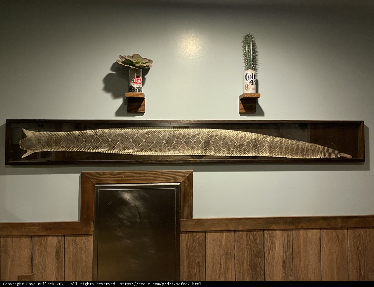 Artistic Display of Aquatic Life