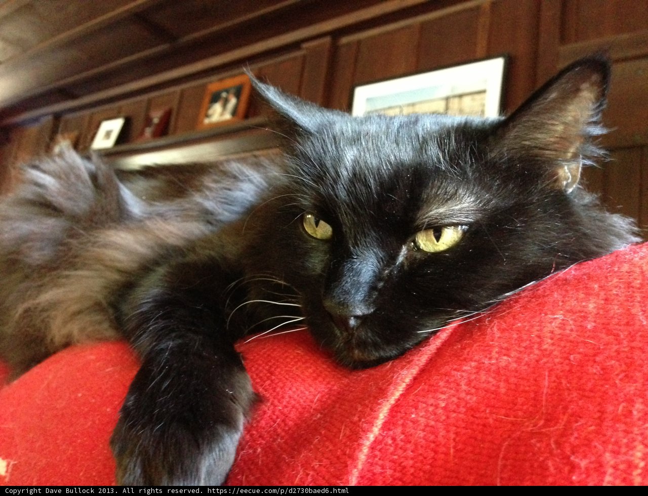Black Cat Lounging on Red Couch