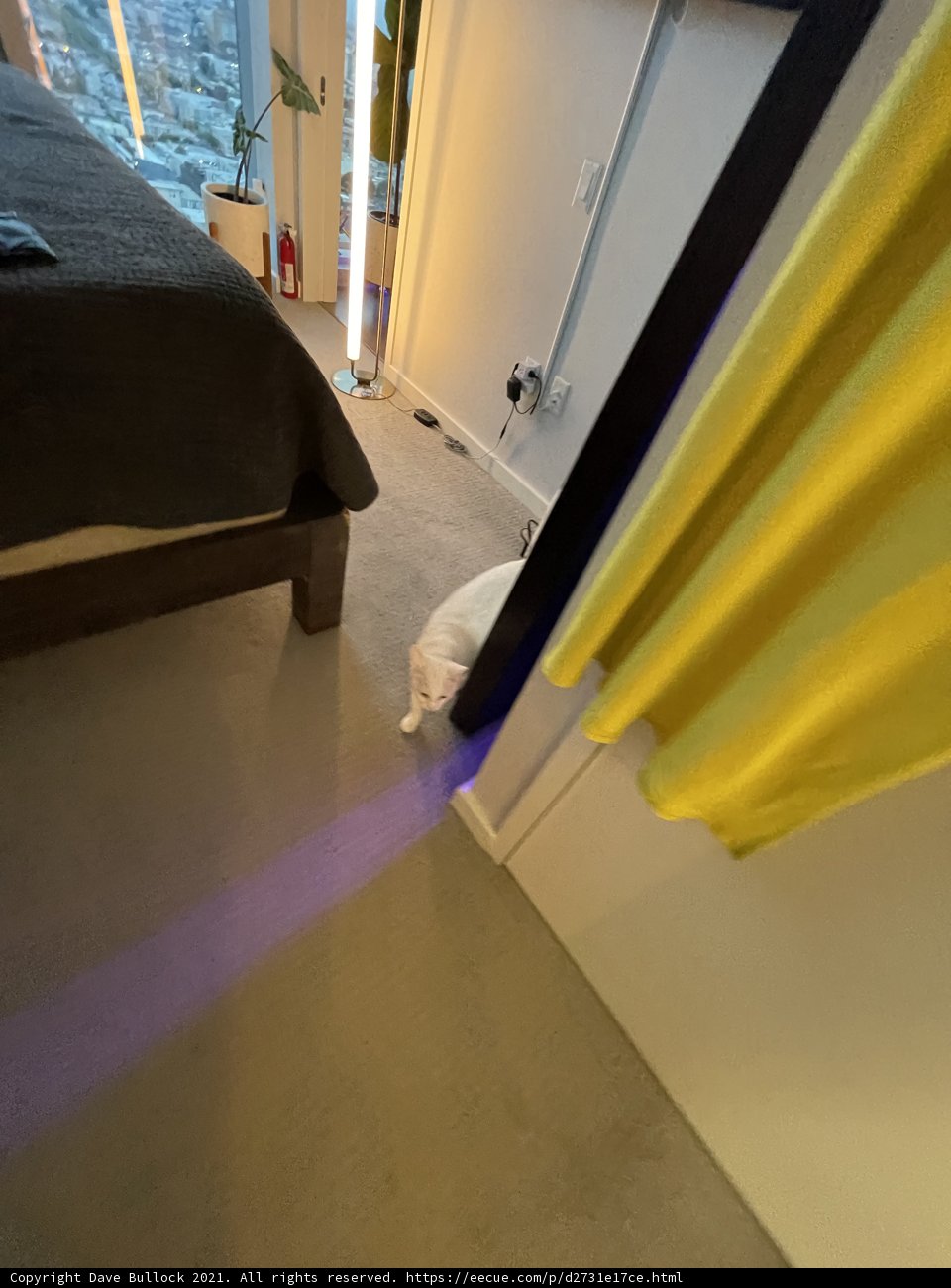 Feline Friend Takes a Break