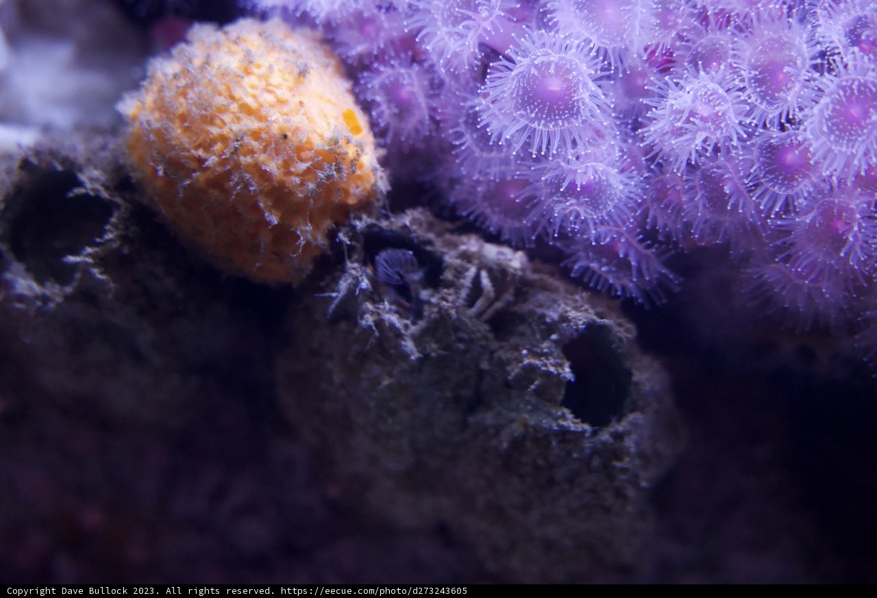 Symphony of the Deep: The Purple Sea Anemone