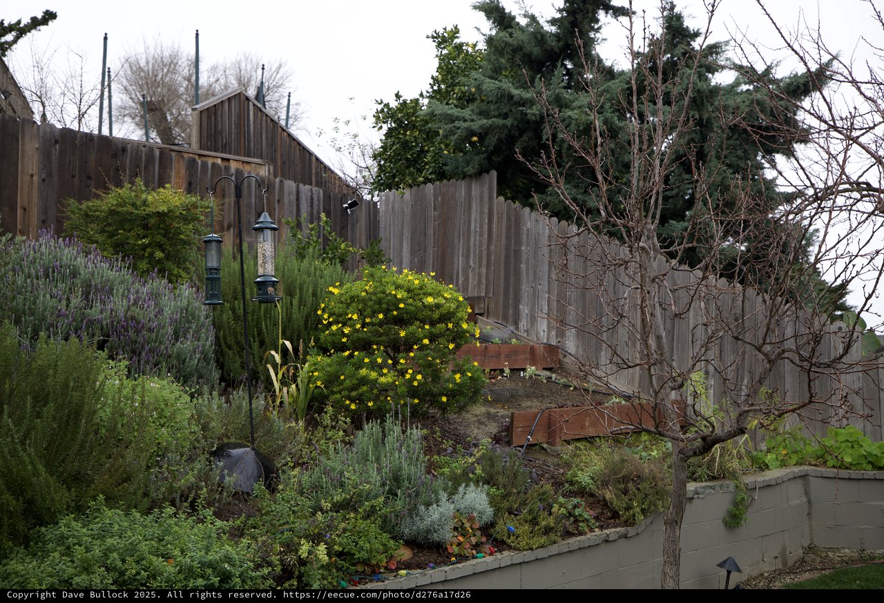 Terraced Garden with Yellow Flowering Shrub in Winter