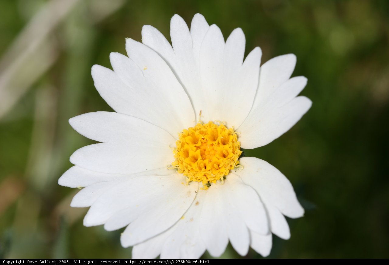 Sunrise Daisy