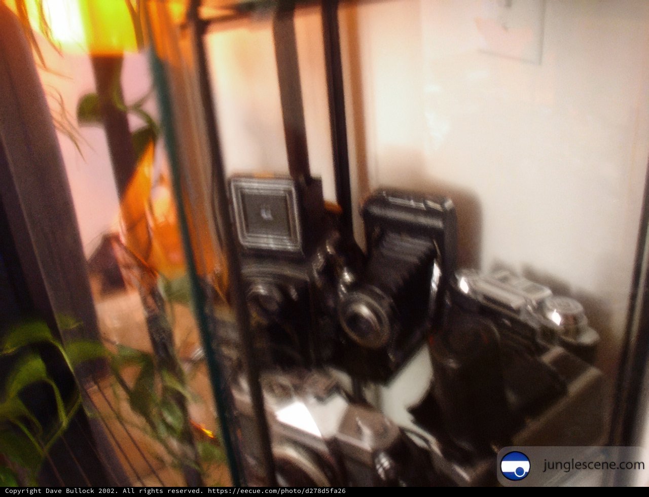 Vintage Camera and Plant Display
