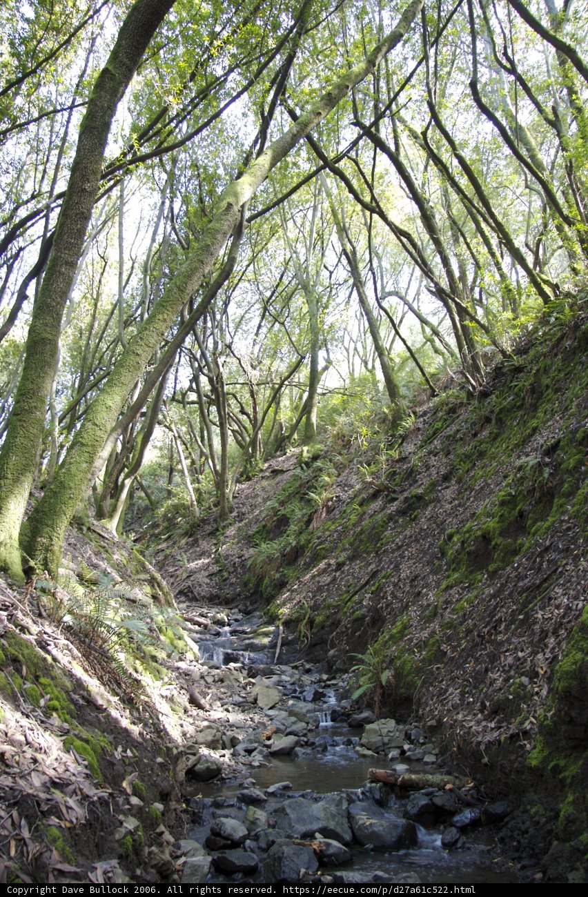 Serenity in the Stream