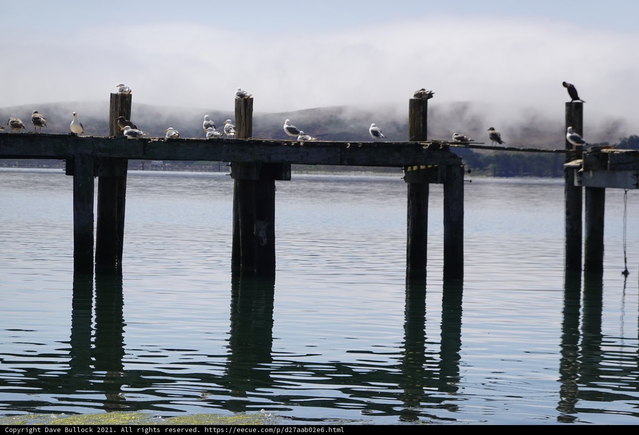 Flock of Feathered Friends