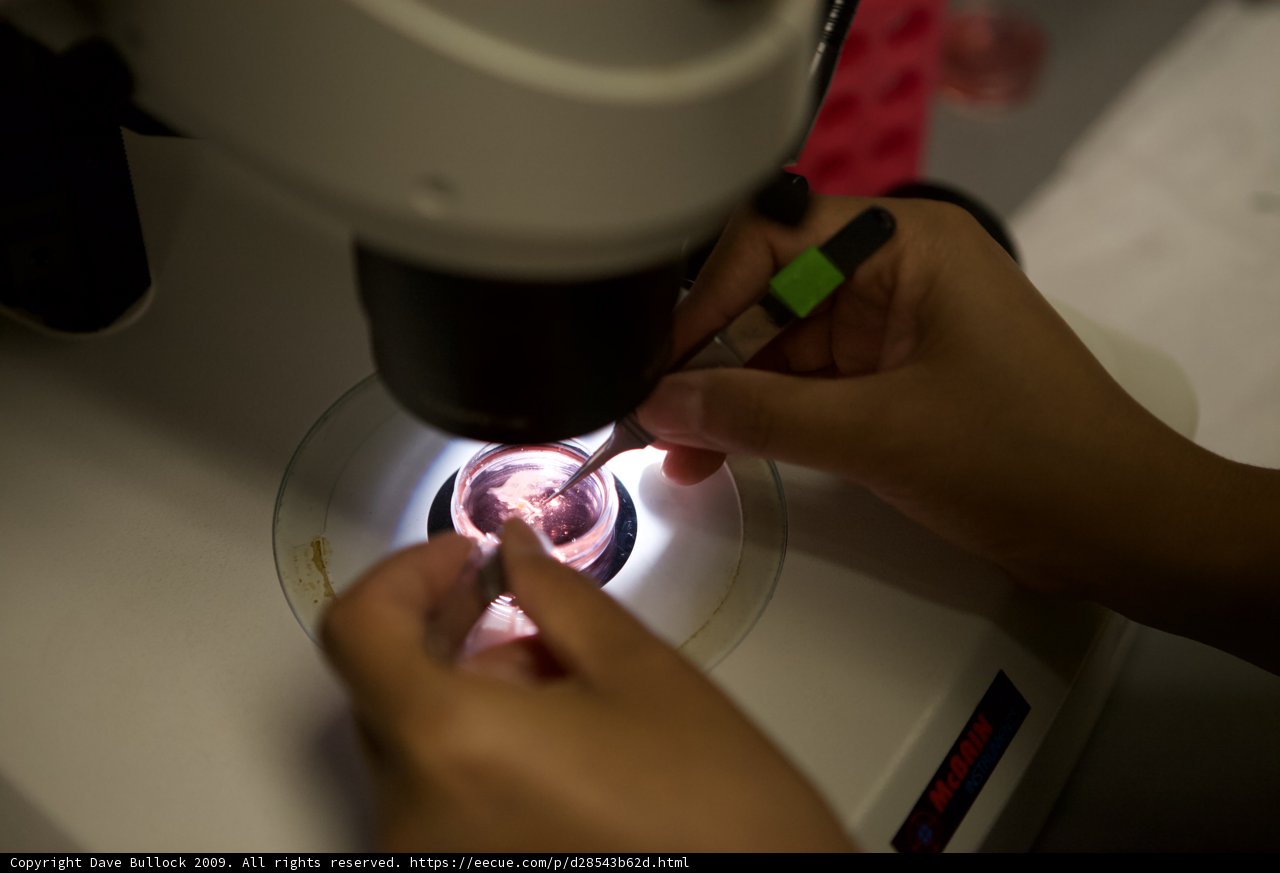 Microscopic View