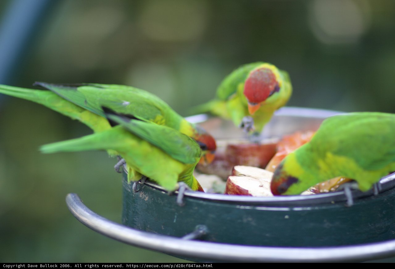 Three Parakeets Enjoying a Bird Feeder