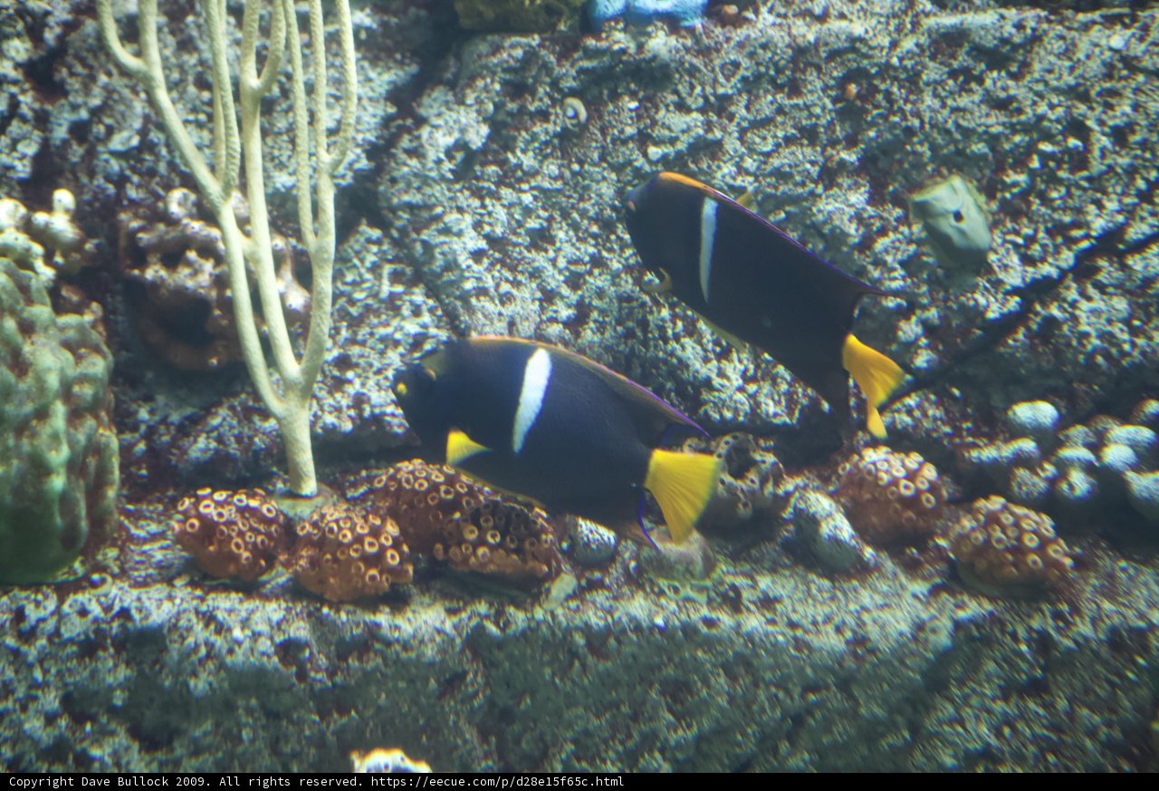 Oceanic Harmony