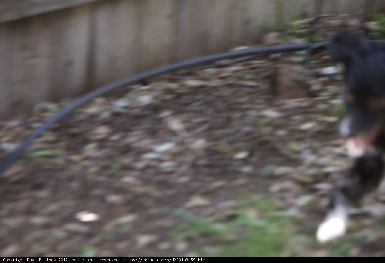 Play Time in the Backyard