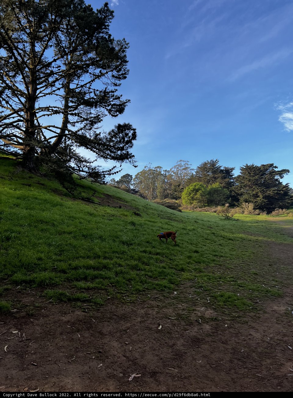 A Dog's Rural Stroll