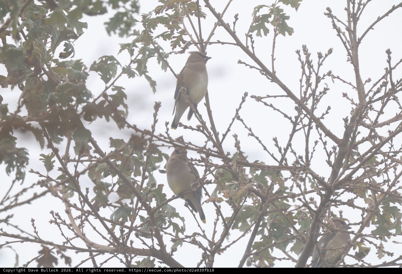 Cedar Waxwings Perched in Winter Tree Branches