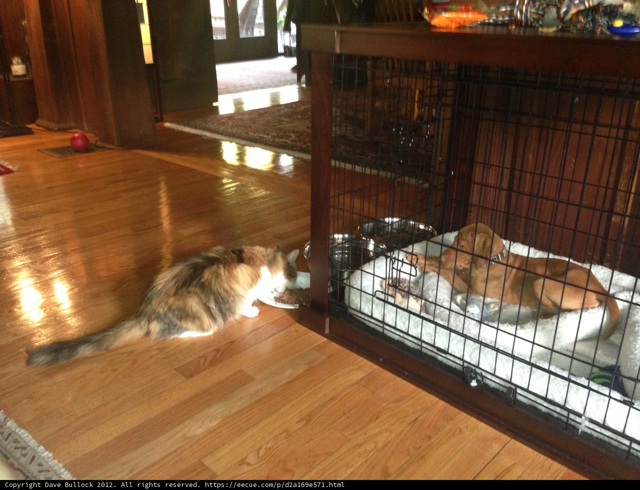 Caged Companions