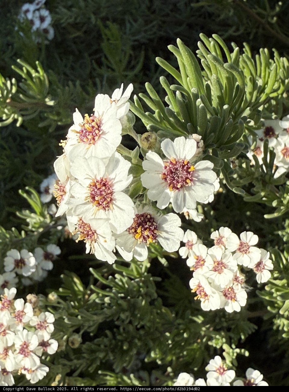 Blossoms in Bloom