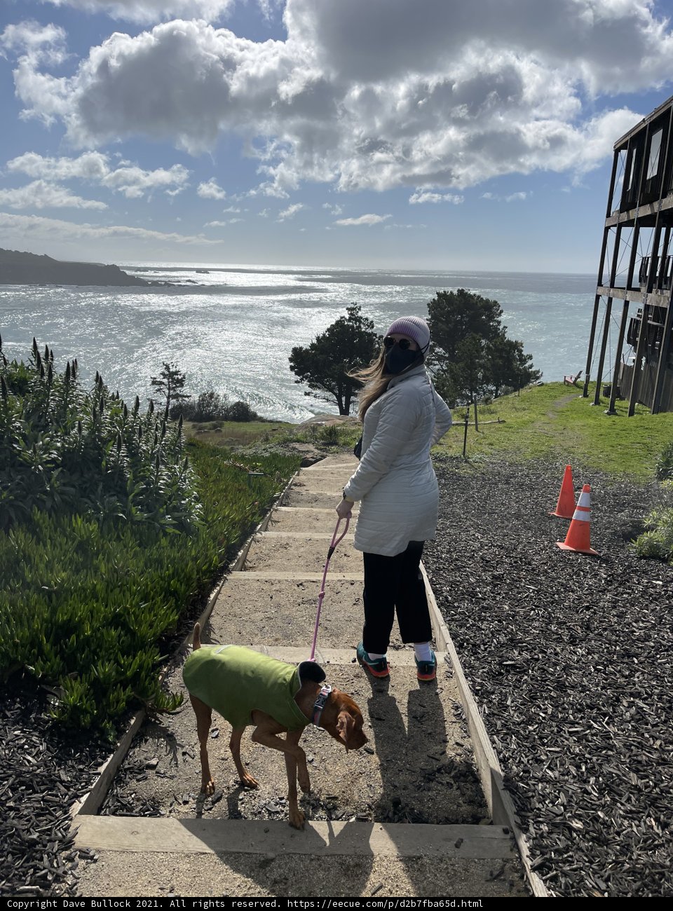 Walking a Canine Companion Along the Shoreline