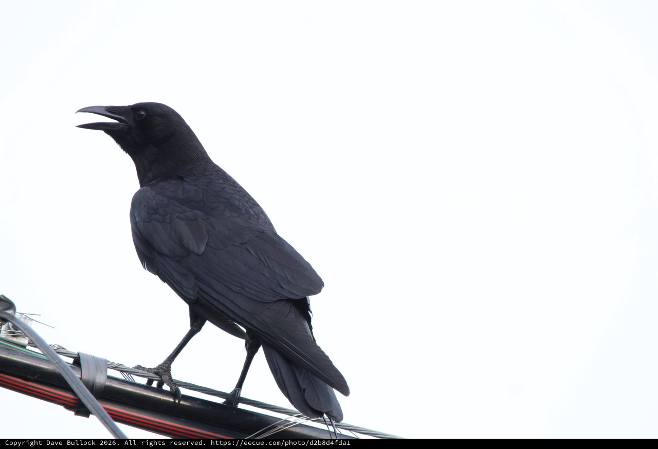 Common Raven Calling from Utility Wire Perch