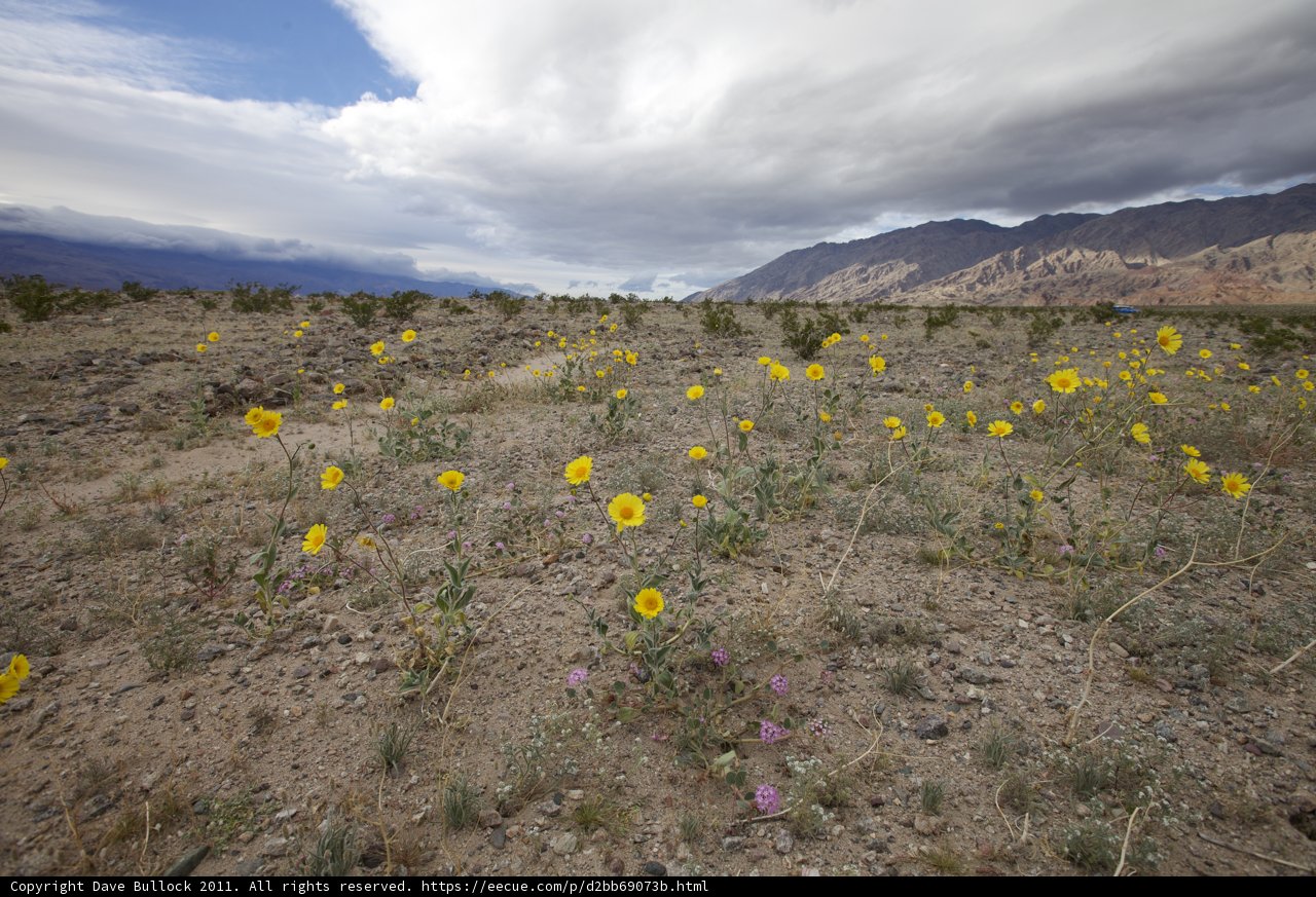 Golden Fields Under a Stormy Sky