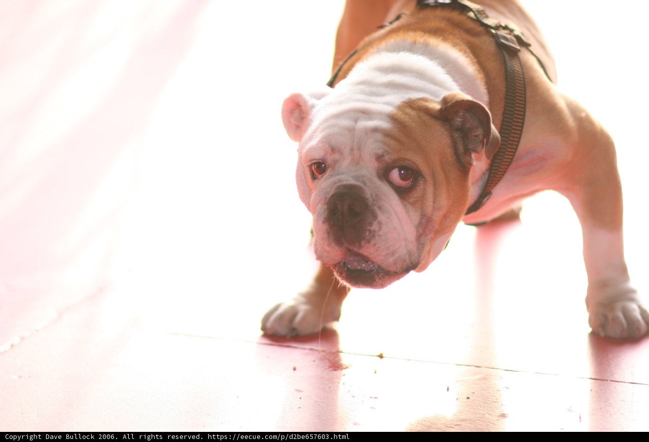 Paws on the Floor