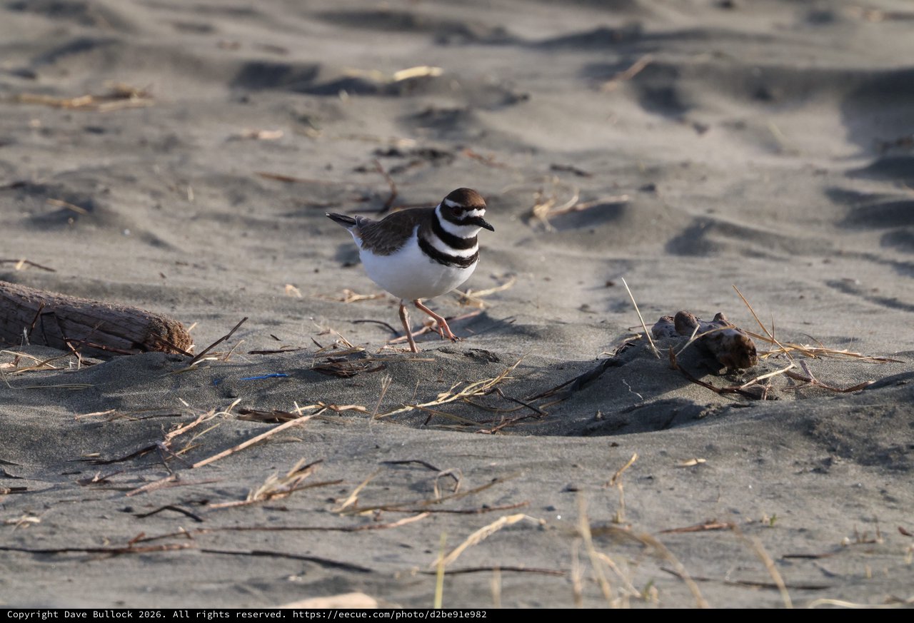 Killdeer Shorebird Foraging on Sandy Beach