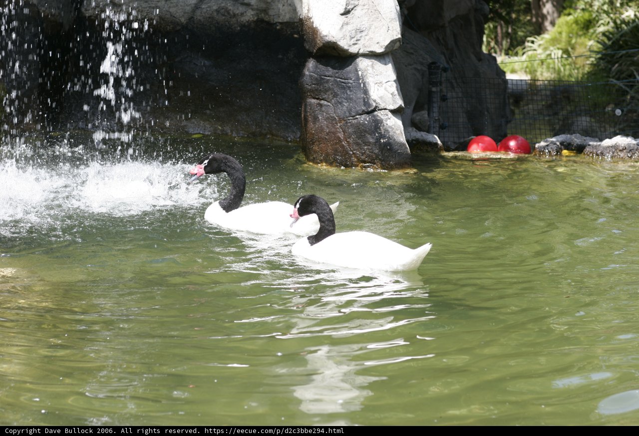 Serene Swans at the Waterfall