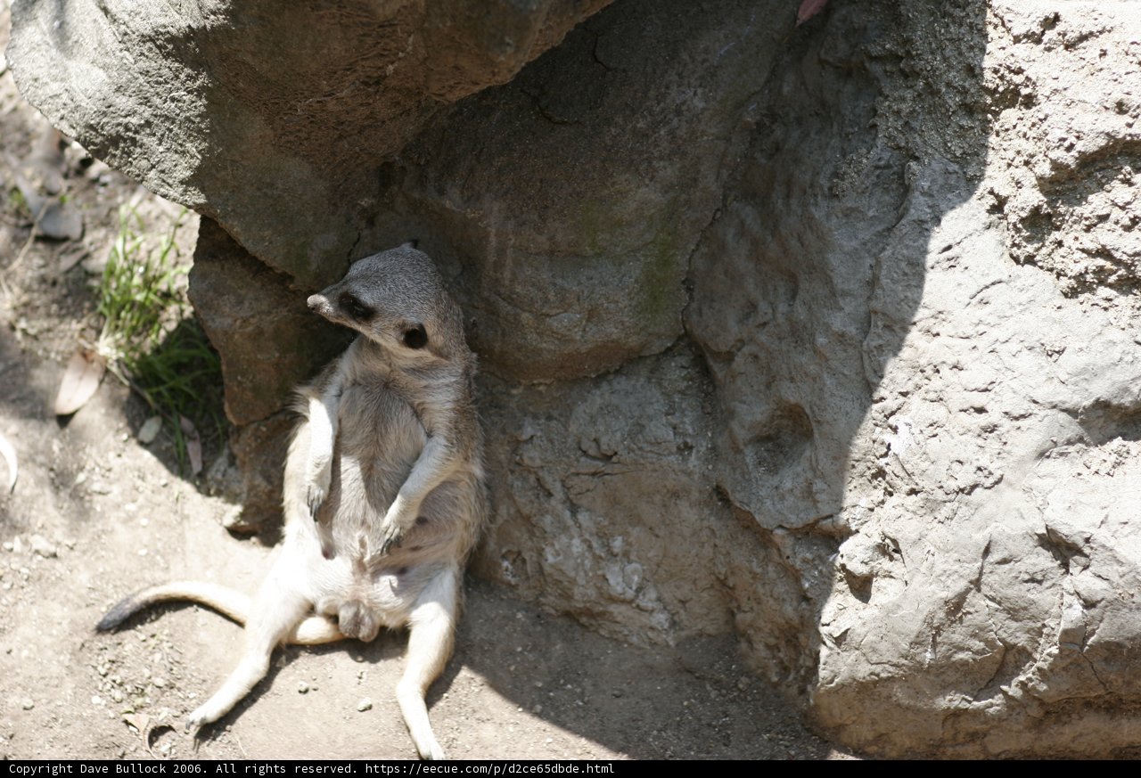 Meerkat King of the Rocks