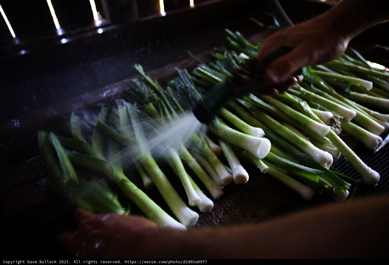 Refreshing Green Onions
