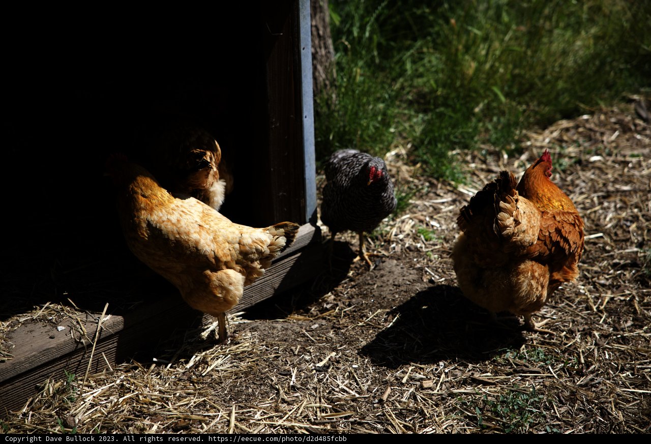 Meet Our Feathered Friends