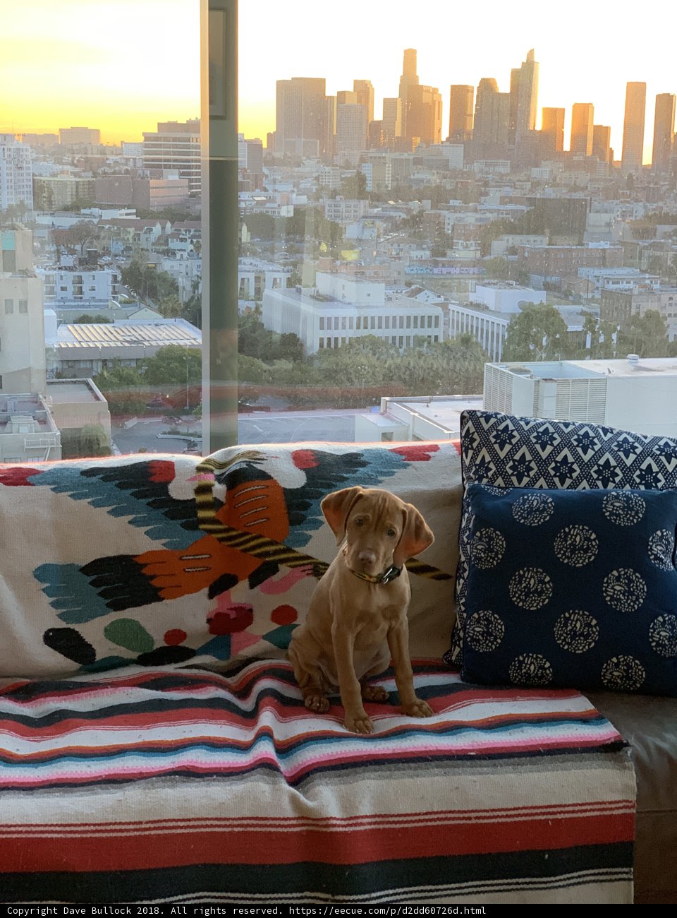 Comfortable Canine on Couch