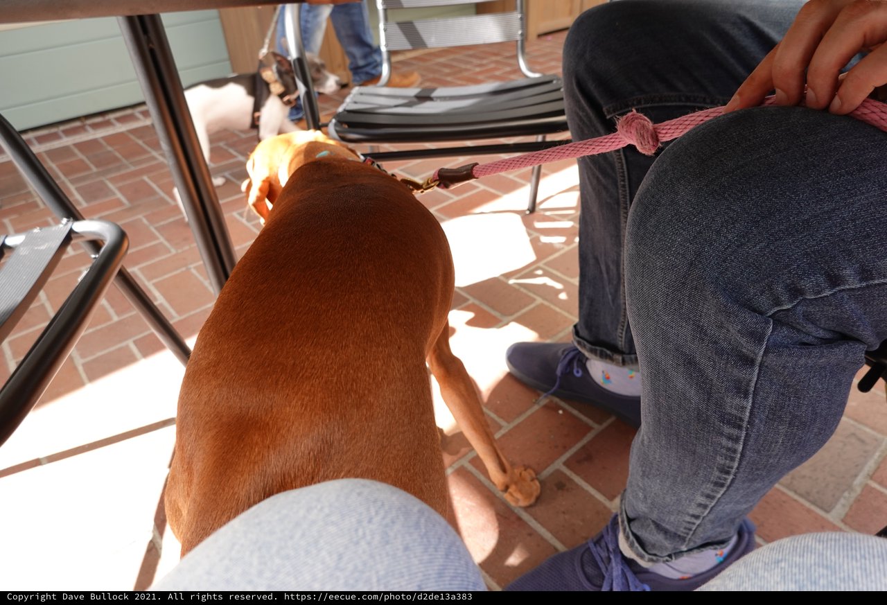 Brown Dog on Leash at Outdoor Cafe