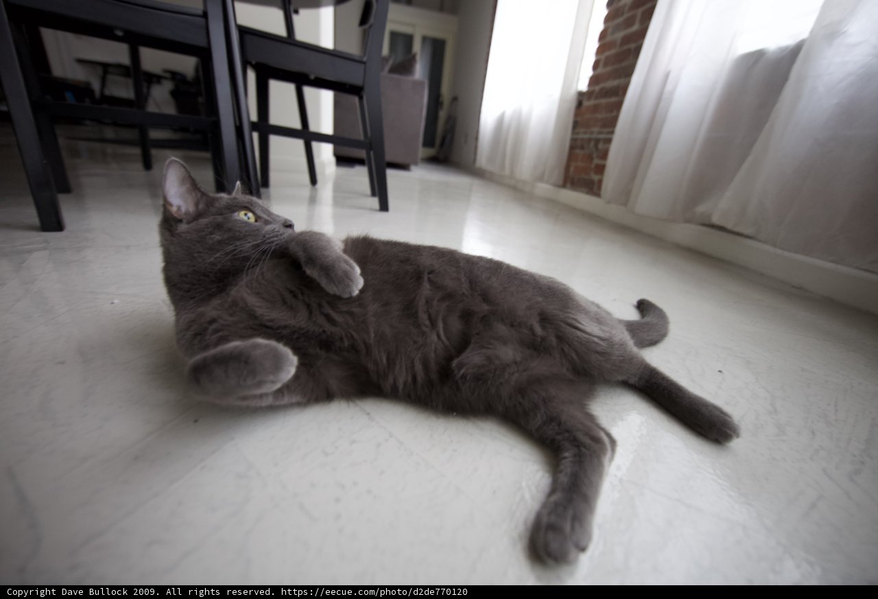 Playful Paws on Hardwood Floors