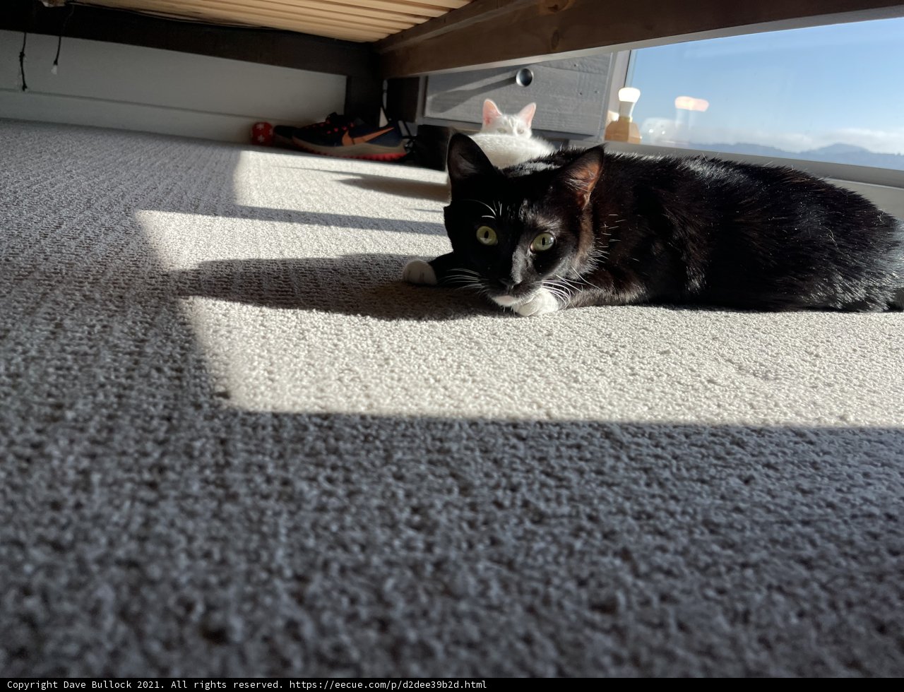 Lazy Afternoon with a Manx Cat