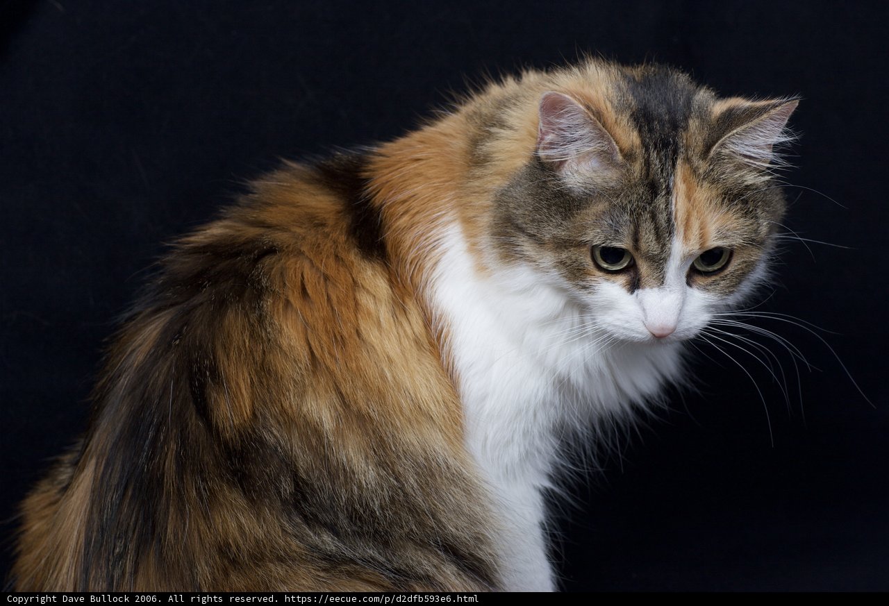 The Calico Cat on Black Background - 2006