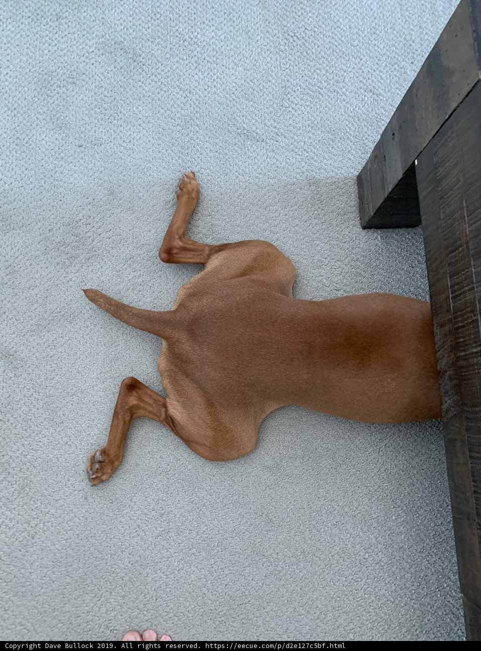 Under the Table Pooch