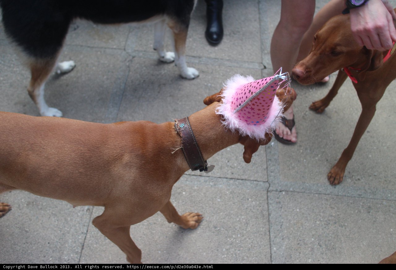 Party Pup