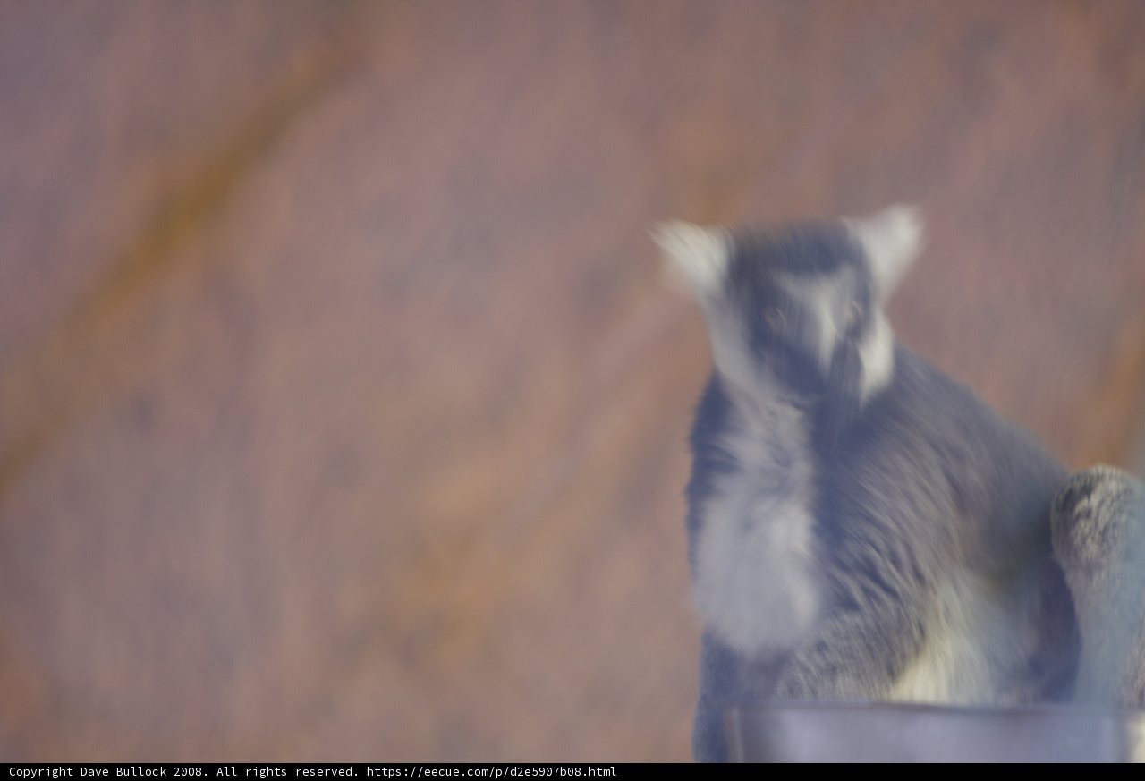 Fuzzy Lemur Lounging