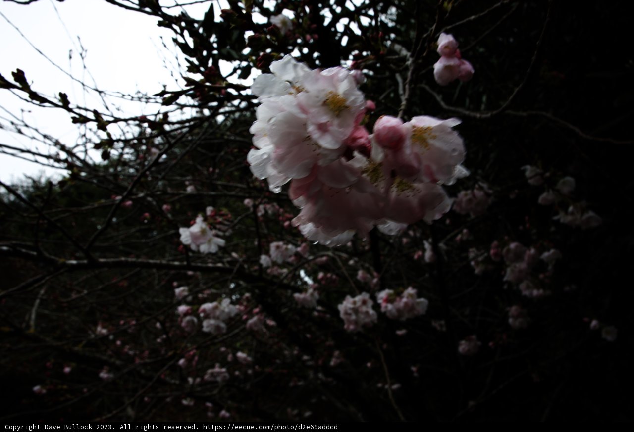 Captivating Cherry Blossoms at Japanese Tea Garden