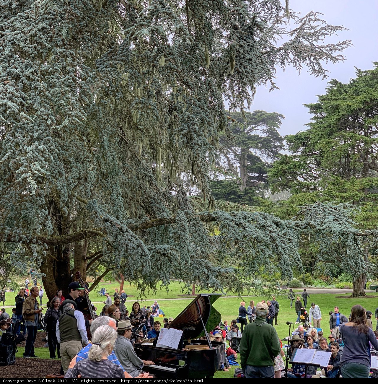 Gathering under the Tree