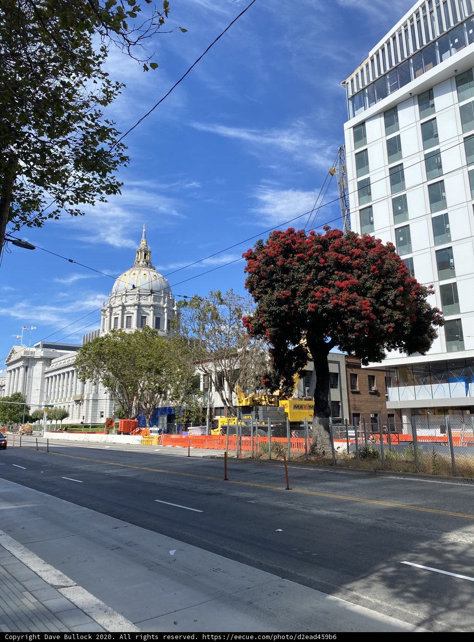 City Streets and Towering Trees