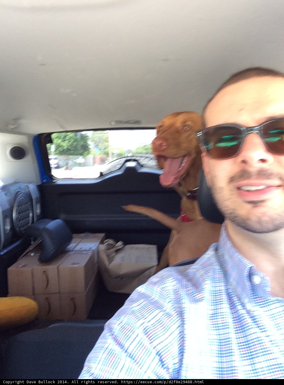 Canine Companion Comfy in the Car