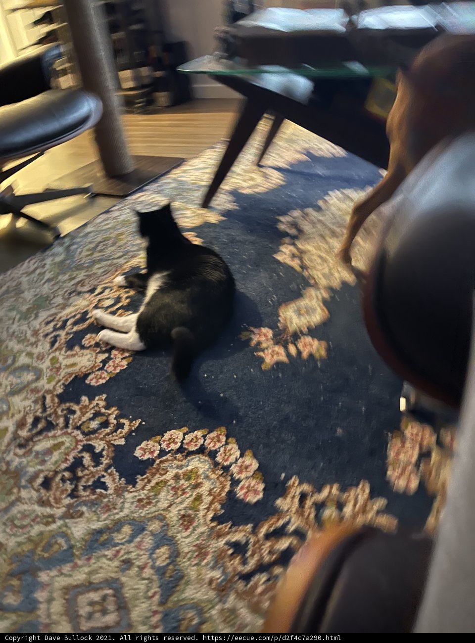 Feline and Canine Coziness