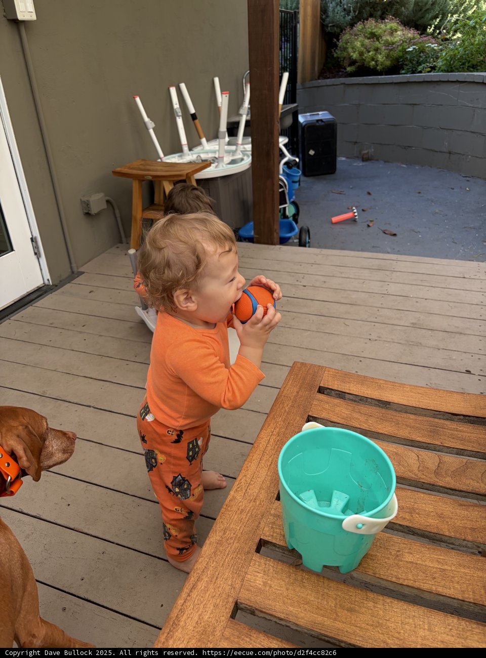 Playful Morning on the Porch