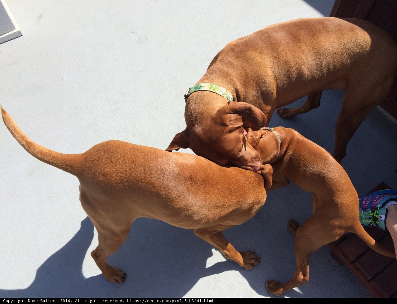 Playtime with Pups