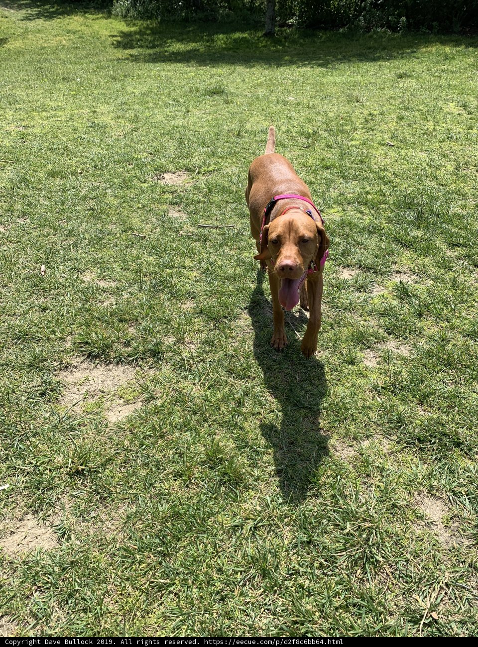 Park Pup