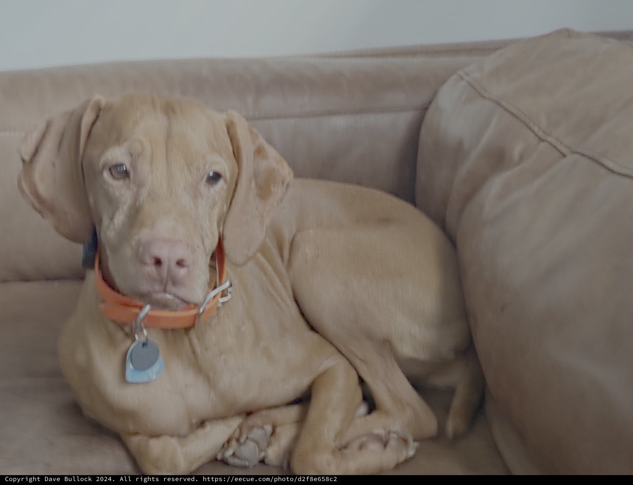 Relaxed Dog Lounging on Beige Couch