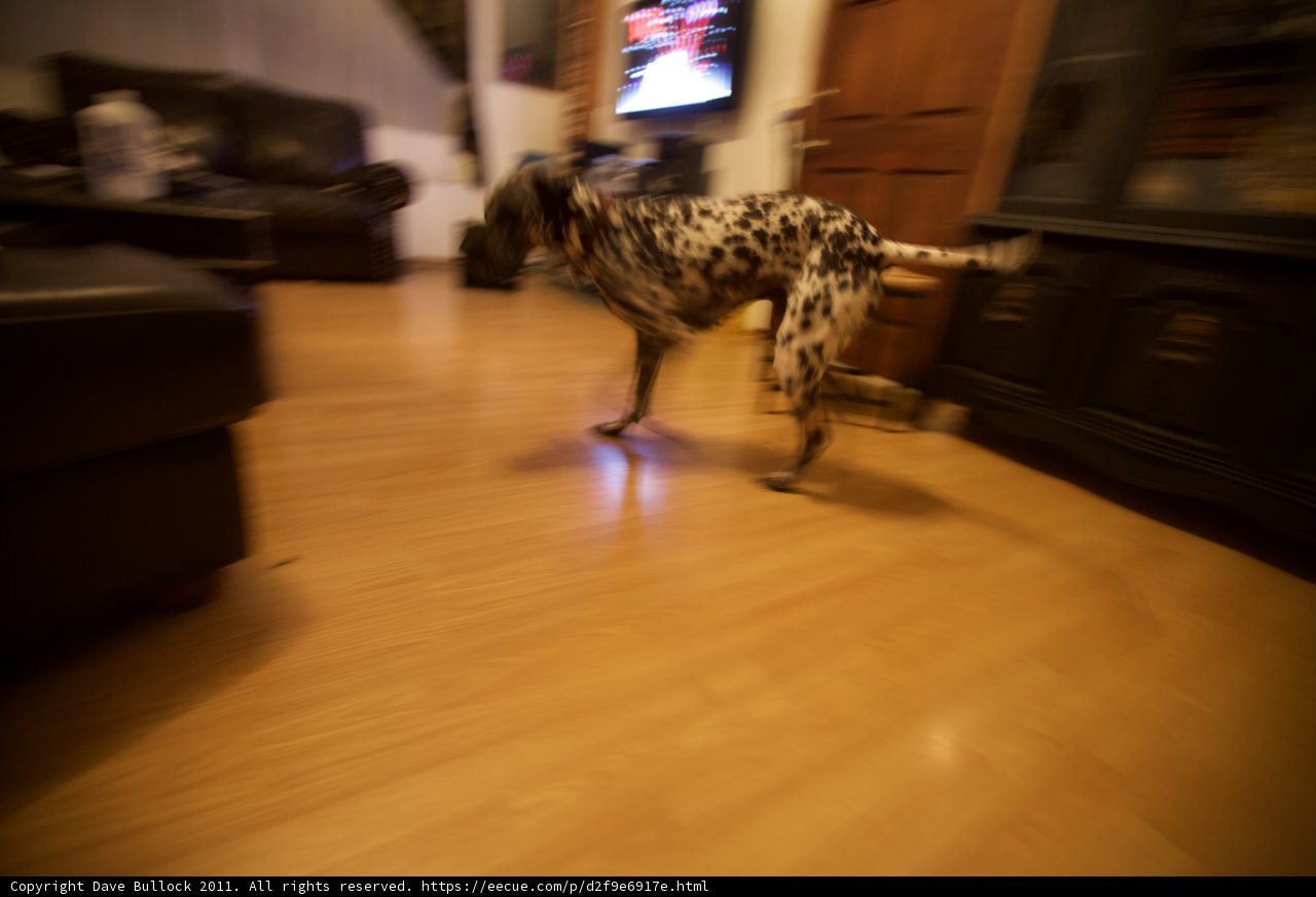 The Watchful Dalmatian