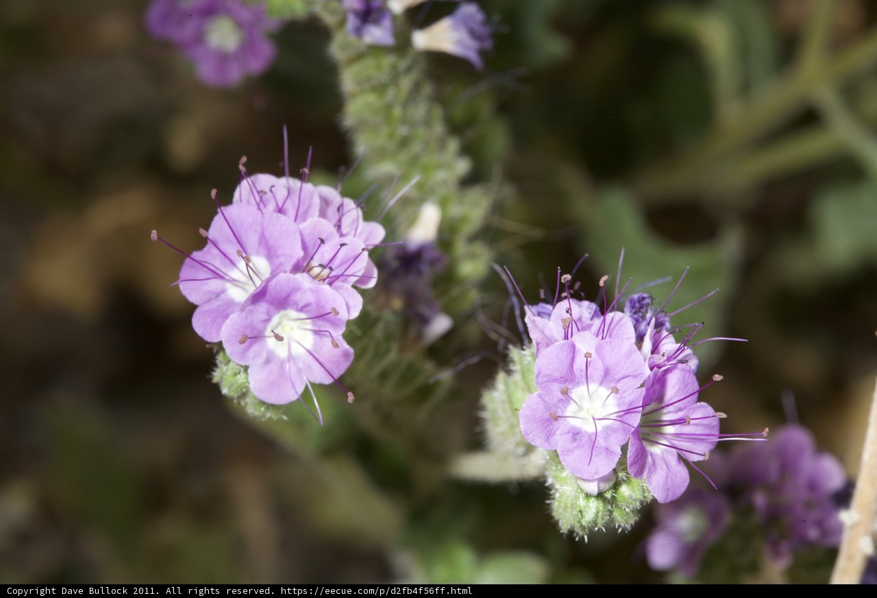 A Burst of Purple in the Desert