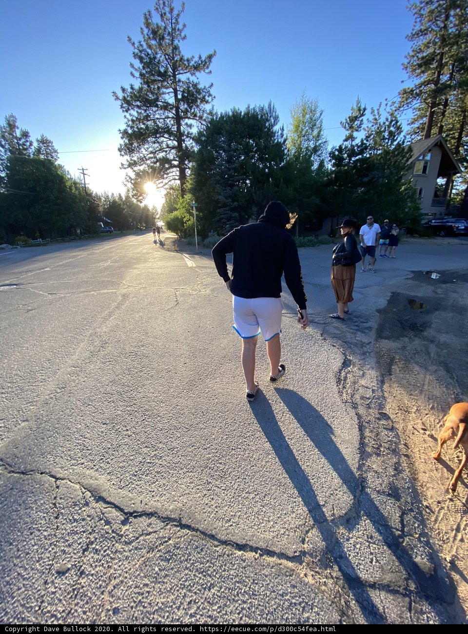 Urban Dog Walk