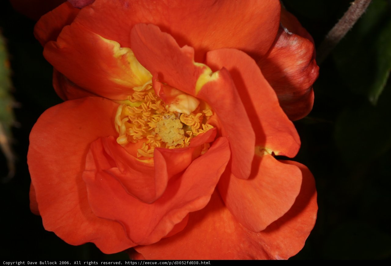 Vibrant Orange Rose in the Garden